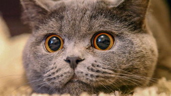 The Cat: A Cuddly Killer (2019)