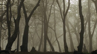 #14 Destination Wild: India