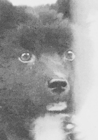 The Middle Dog's Day (1974)