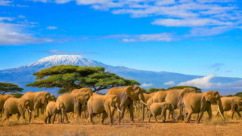Elephants Up Close (2018)