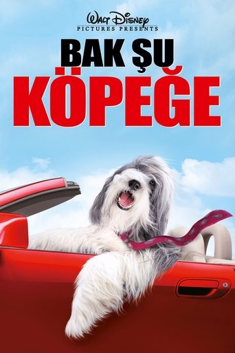 Bak Şu Köpeğe