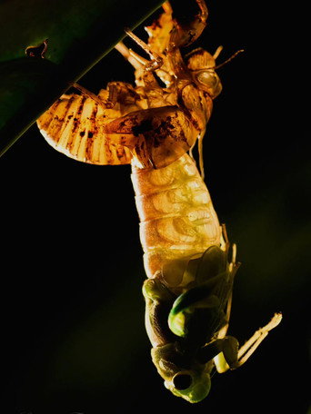 Ephemeral: A Cicada Chronicle