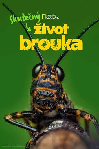 Skutečný život brouka 2025