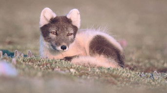 Cena de Rabos para o alto