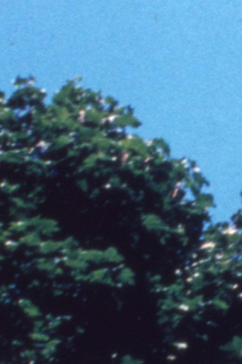 Treefall poster