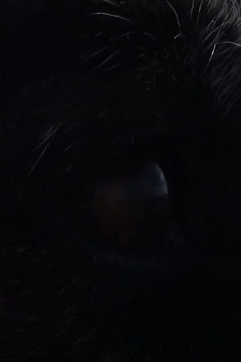 Oso