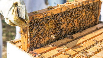 The Last Beekeeper (2009)