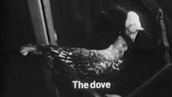 The Dove (1968)