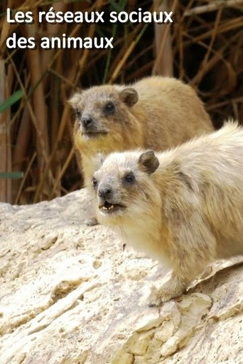 Animal Social Network: Season 1