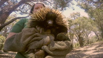 Cena de Força em forma de espinhos e ron-rons