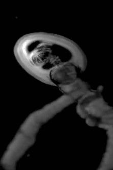 Protocell Circus poster