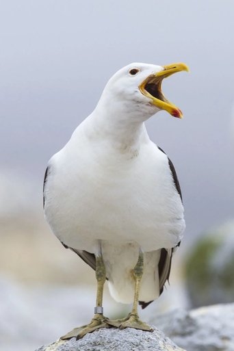 Sully Seagull headshot