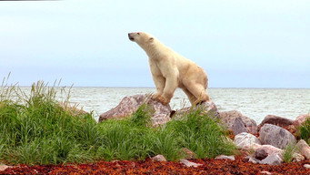 #7 Polar Bears: Ice Bear