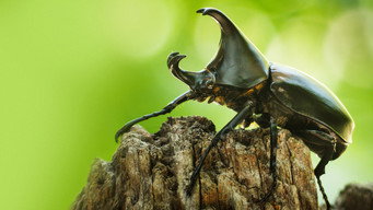 #9 Asia's Weirdest
