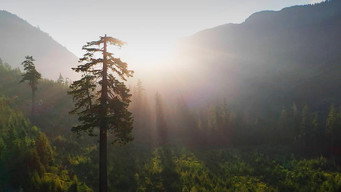 Inside the Fight to Save an Ancient Forest (and the Secrets it Holds)