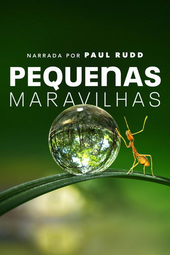 Cena de Pequenas Maravilhas