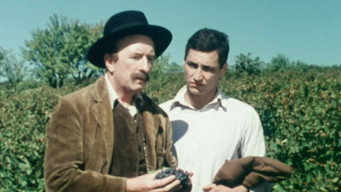 Ces grappes de ma vigne (1975- )