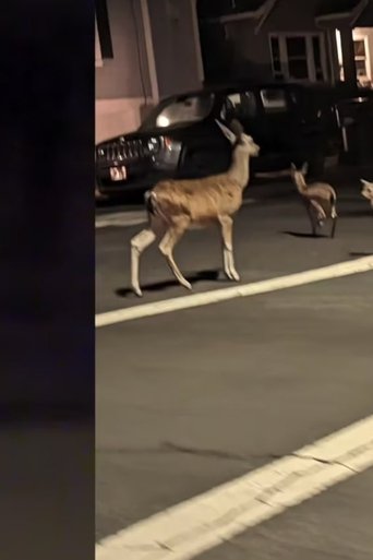 clear winged bugs fly down main poster