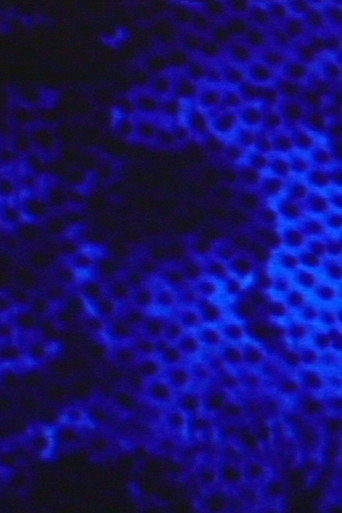 RED BLUE galeri 1