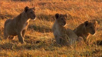#5 Swamp Lions