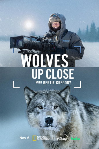 Wolves Up Close with Bertie Gregory