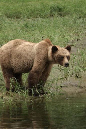 Cartell de Bear Nation