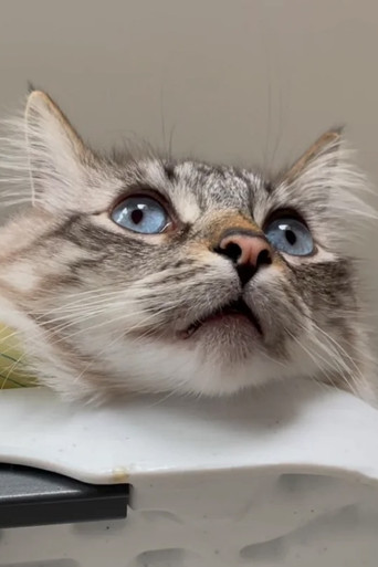 This is How We Dream: A Video Archive for the Year 20XX, when the last cat dies, marking the end of a species