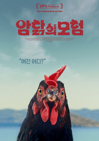 암탉의 모험