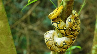 World's Deadliest Snakes (2020- )