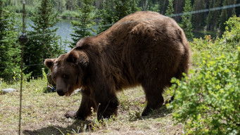 Galeria 2 - Grizzly Night