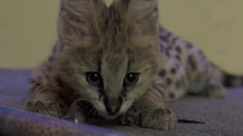 72 Cutest Animals (2016)