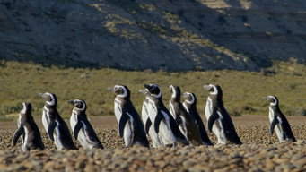 #5 Patagonia
