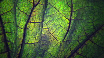 第9話：La salute nel frigorifero