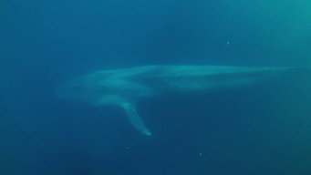 Blue Whales And Saltwater Crocodiles