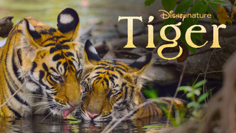 #16 Tiger