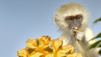 #5 Africa's Hidden Kingdoms