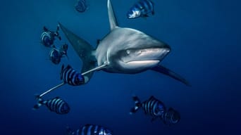 #1 World's Most Dangerous Shark