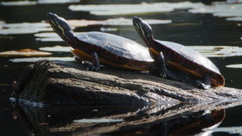 Wetlands