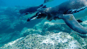 #7 Equator's Wild Secrets