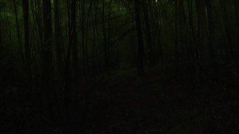 #29 Toad Road