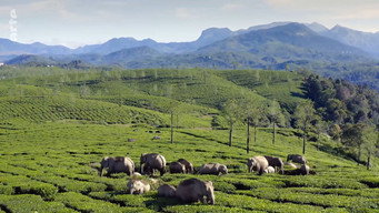 #32 Destination Wild: India