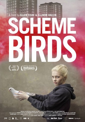 Scheme Birds (2019) Scheme Birds (2019)