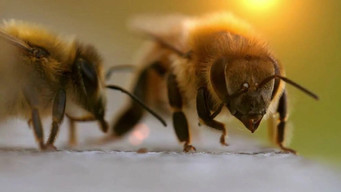 The Bee Whisperers (2018-2019)