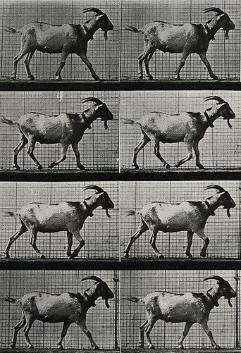 Goat Walking