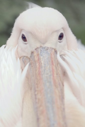 Destroyed Be Forever All the Bonds of Nature poster