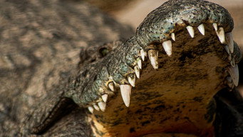 #7 Crocodiles Revealed