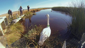 Swan Transplants & Alvord Gliders