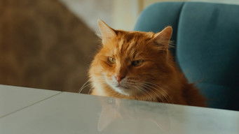 Episode 8 — Episode 8