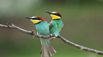 Viajes increíbles de animales S01E06