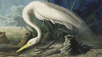 Audubon (2017)